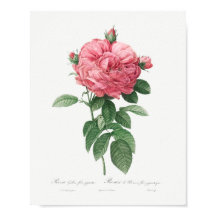 Giant French roos bloom  Floral Pink Rose