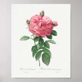 Giant French roos bloom  Floral Pink Rose Poster