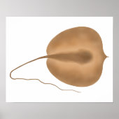 Giant Freshwater Stingray Poster (Voorkant)