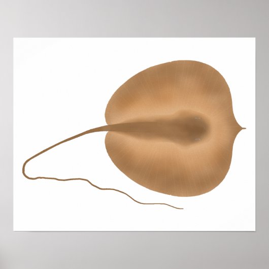 Giant Freshwater Stingray Poster (Voorkant)