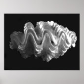 Giant Frilled Clam Seashell Tridacna squamosa Poster (Voorkant)