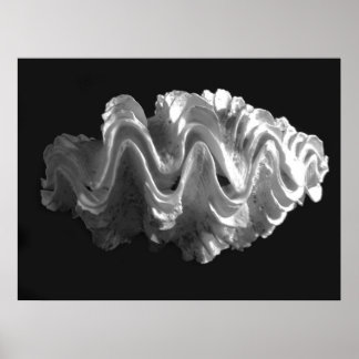 Giant Frilled Clam Seashell Tridacna squamosa Poster