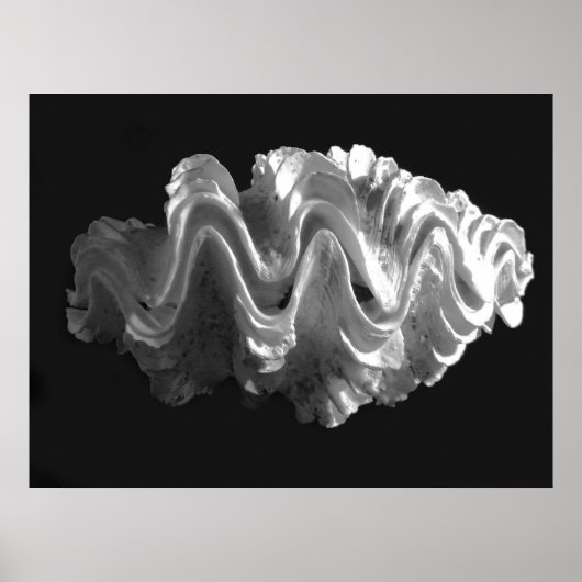Giant Frilled Clam Seashell Tridacna squamosa Poster (Voorkant)