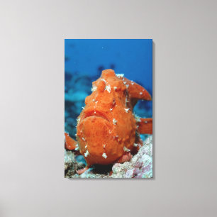 Giant Frogfish (Antennari) Canvas Afdruk