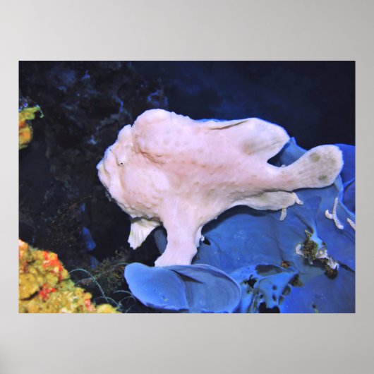 Giant Frogfish-White Poster (Voorkant)