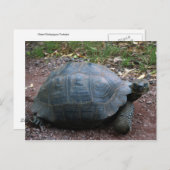 Giant Galapagos Tortoise Briefkaart (Voorkant / Achterkant)