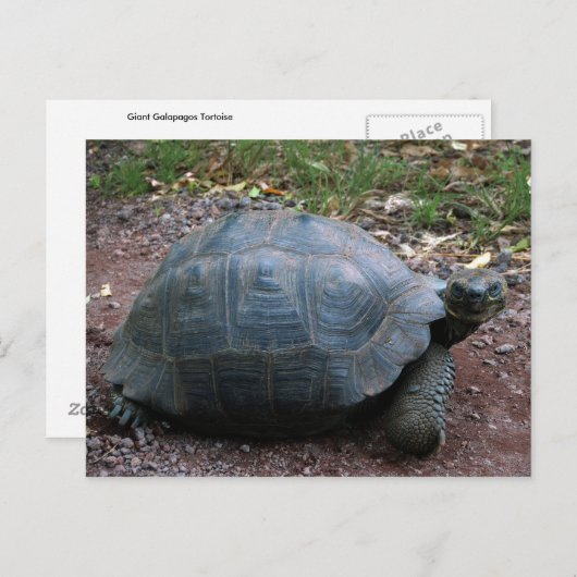 Giant Galapagos Tortoise Briefkaart (Voorkant / Achterkant)