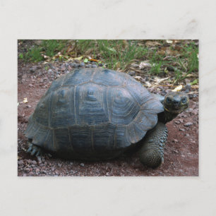 Giant Galapagos Tortoise Briefkaart