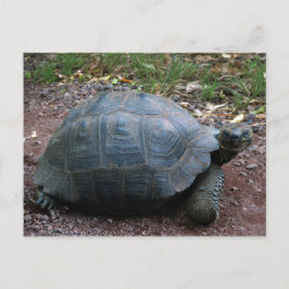 Giant Galapagos Tortoise Briefkaart