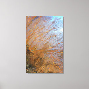 Giant gorgonian zee fan (Plexauridae sp.) Canvas Afdruk