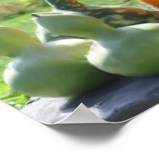 Giant Gourds Pumpkins Photo Painting Poster (Hoek)
