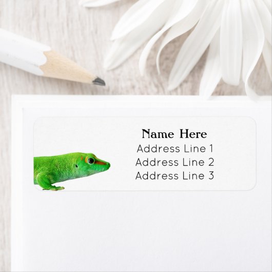 Giant Green Day Gecko - grandis Retouradres Etiket (Insitu)