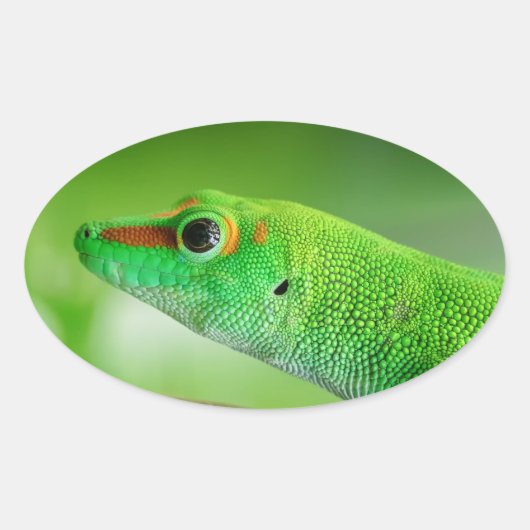 Giant Green Day Gecko - Phelsuma grandis Ovale Sticker (Voorkant)