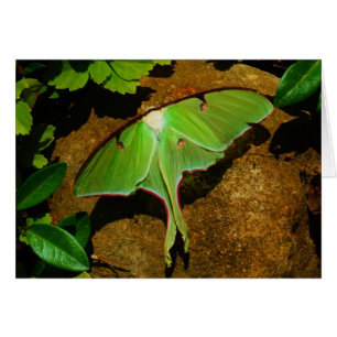 Giant Green Luna moth
