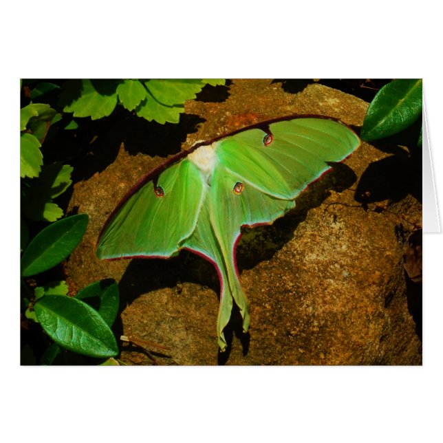 Giant Green Luna moth (Voorkant Horizontaal)