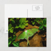 Giant Green Luna moth Briefkaart (Voorkant / Achterkant)