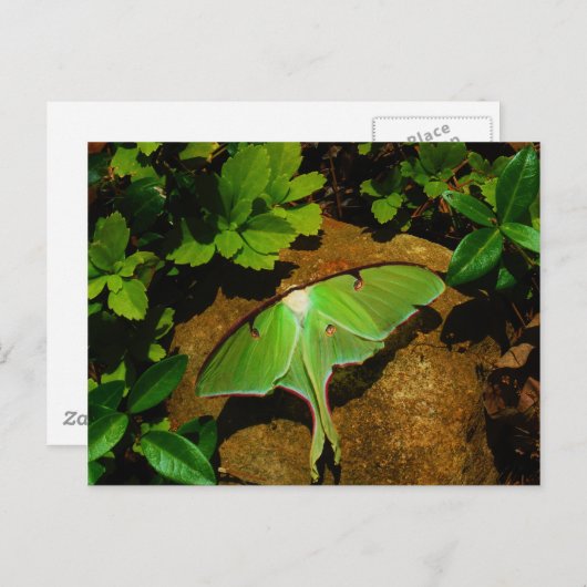 Giant Green Luna moth Briefkaart (Voorkant / Achterkant)