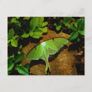 Giant Green Luna moth Briefkaart