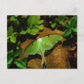 Giant Green Luna moth Briefkaart (Voorkant)