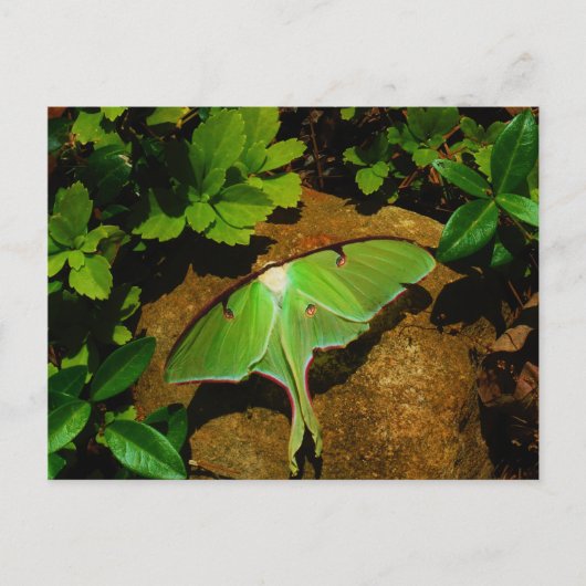 Giant Green Luna moth Briefkaart (Voorkant)