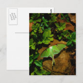 Giant Green Luna moth Briefkaart (Voorkant / Achterkant)
