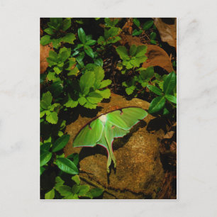 Giant Green Luna moth Briefkaart