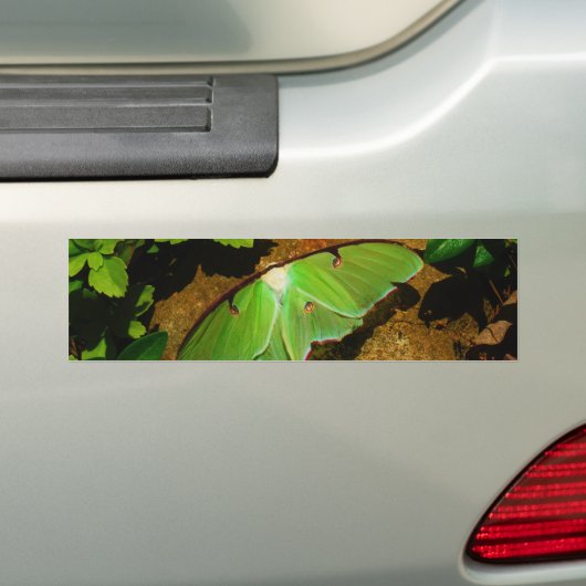 Giant Green Luna moth Bumpersticker (Op auto)