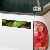 Giant Green Luna moth Bumpersticker (Op Truck)