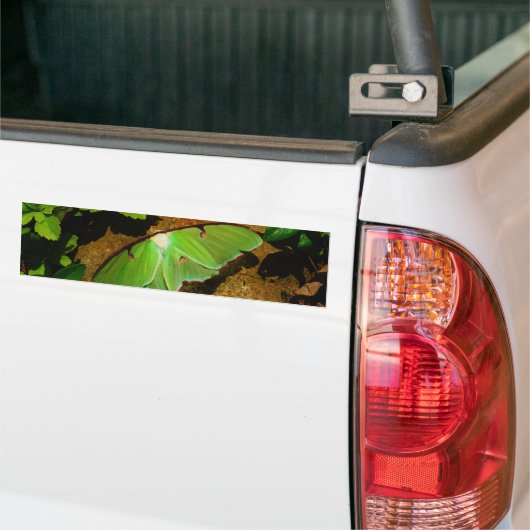 Giant Green Luna moth Bumpersticker (Op Truck)