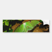 Giant Green Luna moth Bumpersticker (Voorkant)