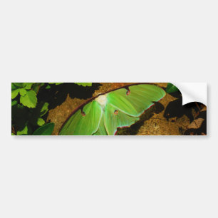 Giant Green Luna moth Bumpersticker
