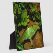 Giant Green Luna moth Fotoplaat (Zijkant)