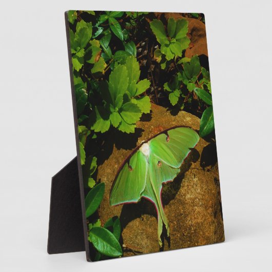 Giant Green Luna moth Fotoplaat (Zijkant)