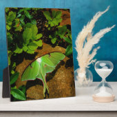 Giant Green Luna moth Fotoplaat (Zijkant)