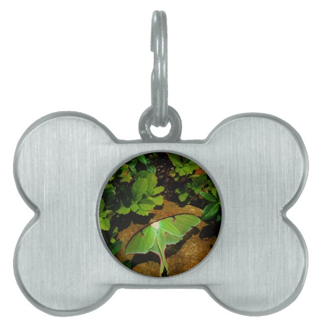 Giant Green Luna moth Huisdieren Naamplaatje (voorkant)