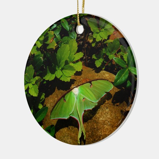 Giant Green Luna moth Keramisch Ornament (Links)