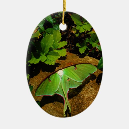 Giant Green Luna moth Keramisch Ornament (Voorkant)