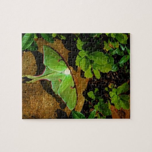 Giant Green Luna moth Legpuzzel (Horizontaal)