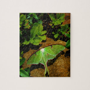 Giant Green Luna moth Legpuzzel