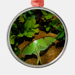 Giant Green Luna moth Metalen Ornament
