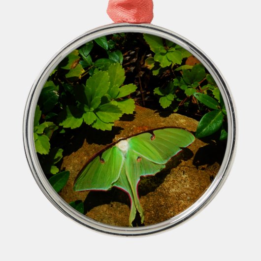 Giant Green Luna moth Metalen Ornament (Voorkant)