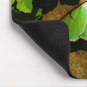 Giant Green Luna moth Muismat (Hoek)