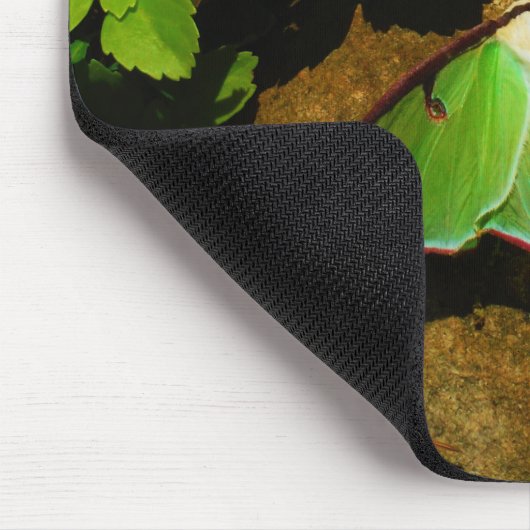 Giant Green Luna moth Muismat (Hoek)