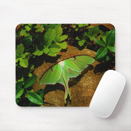 Giant Green Luna moth Muismat (Met muis)