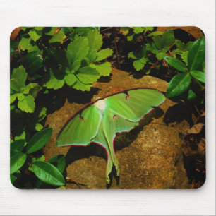 Giant Green Luna moth Muismat