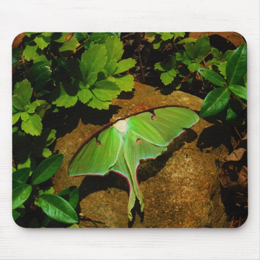 Giant Green Luna moth Muismat (Voorkant)