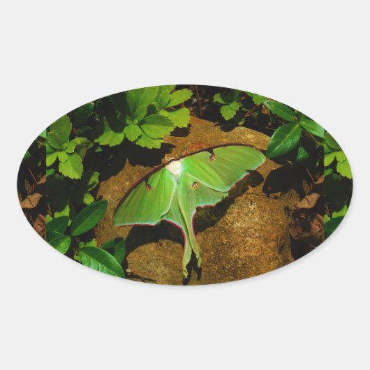 Giant Green Luna moth Ovale Sticker (Voorkant)