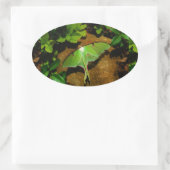 Giant Green Luna moth Ovale Sticker (Tas)