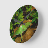 Giant Green Luna moth Ronde Klok (Hoek)