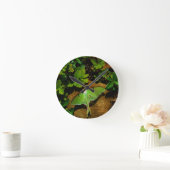 Giant Green Luna moth Ronde Klok (Huis)